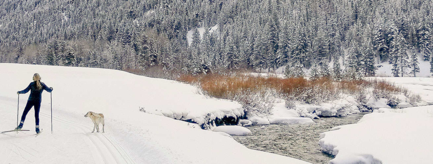 Cross Country Skiing with a Dog